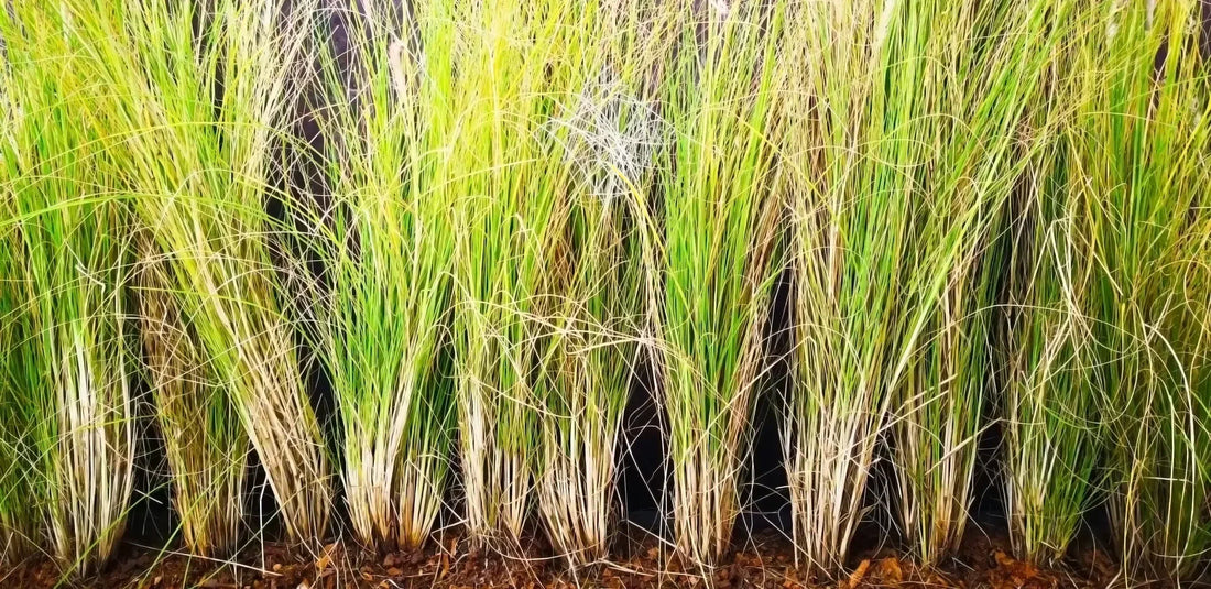 Top Vetiver Perfumes