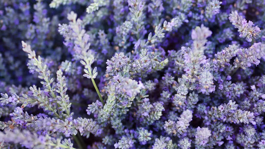 Perfumes with Lavender