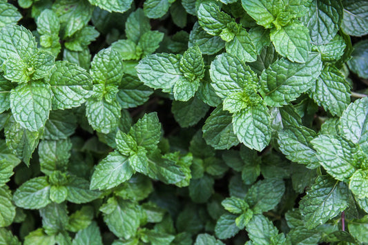 Perfumes with mint notes