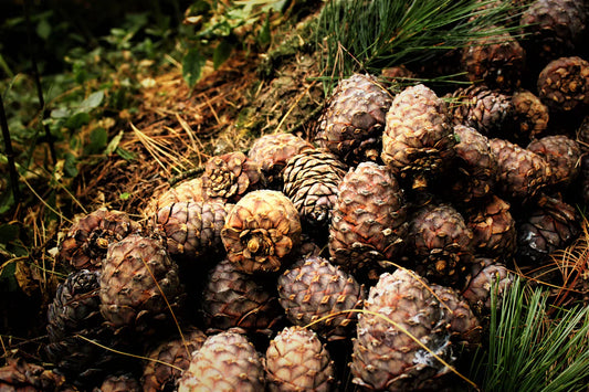 Cedarwood Fragrances